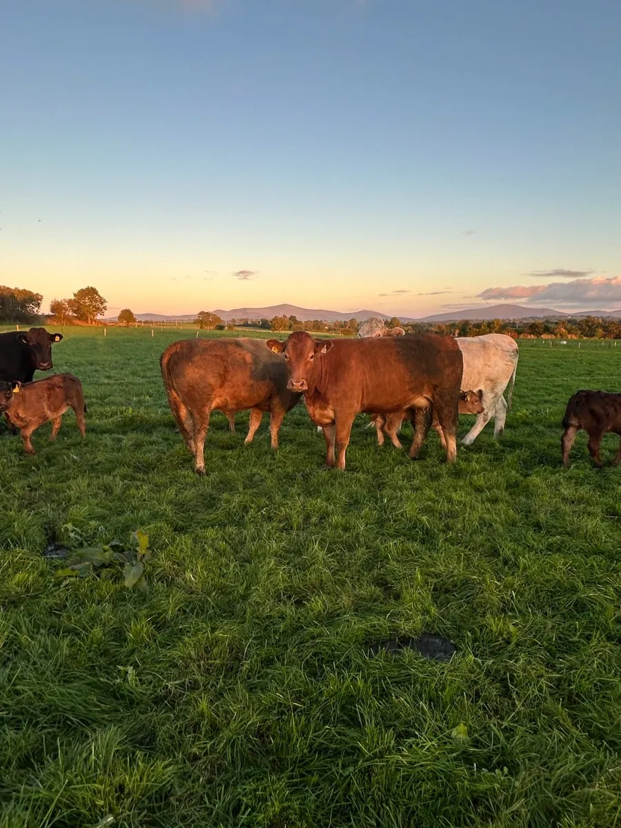 Autumn calving sucklers - Image 2