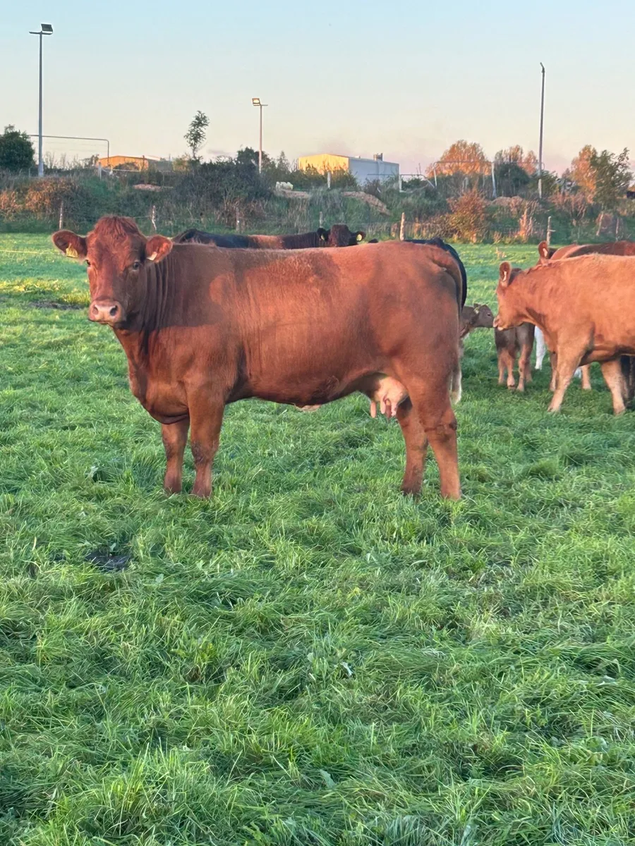 Autumn calving sucklers - Image 1