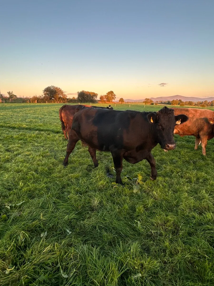 Autumn calving sucklers - Image 3