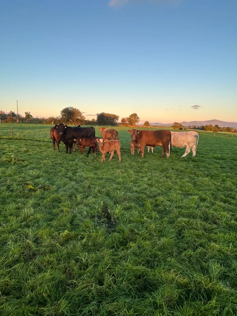 Autumn calving sucklers - Image 4