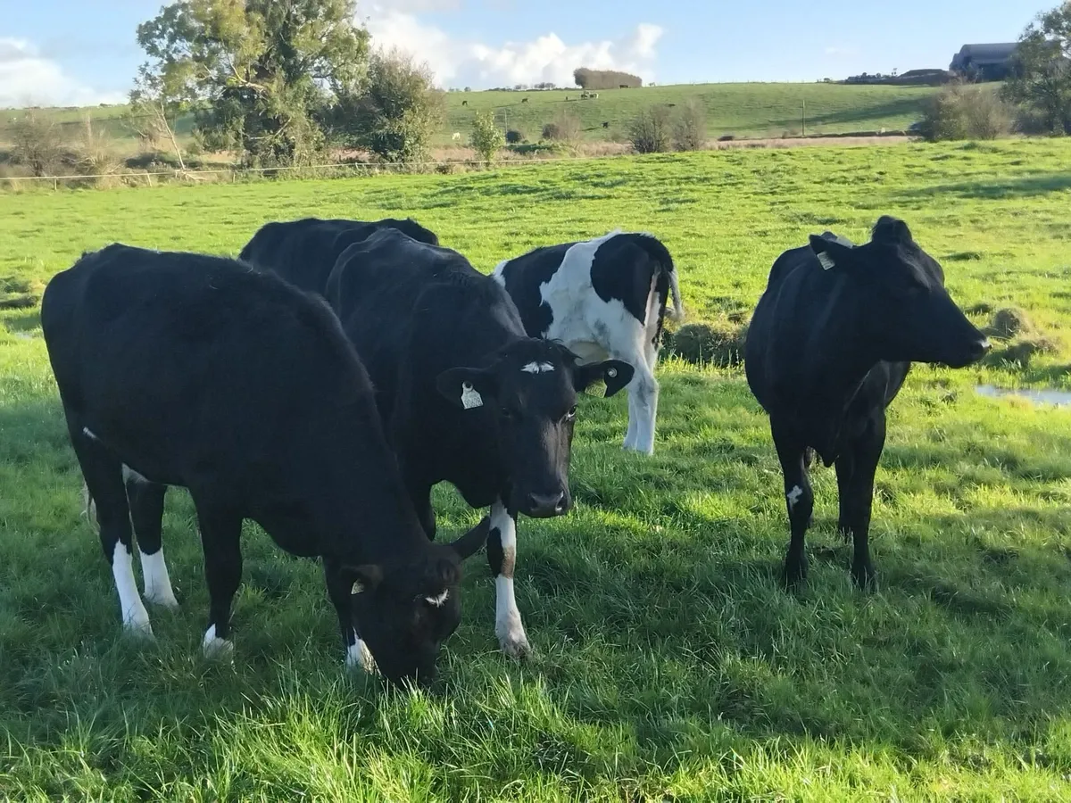 5 march calfing friesian heifers - Image 2