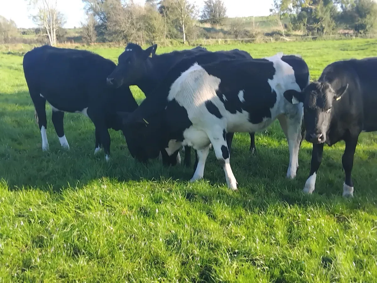 5 march calfing friesian heifers - Image 4