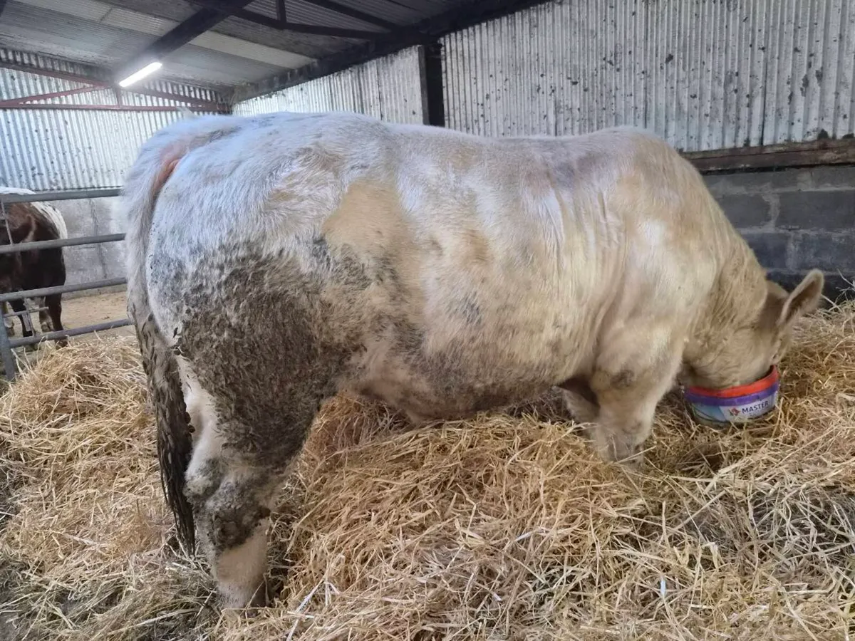 Pedigree CH Bull - Image 1