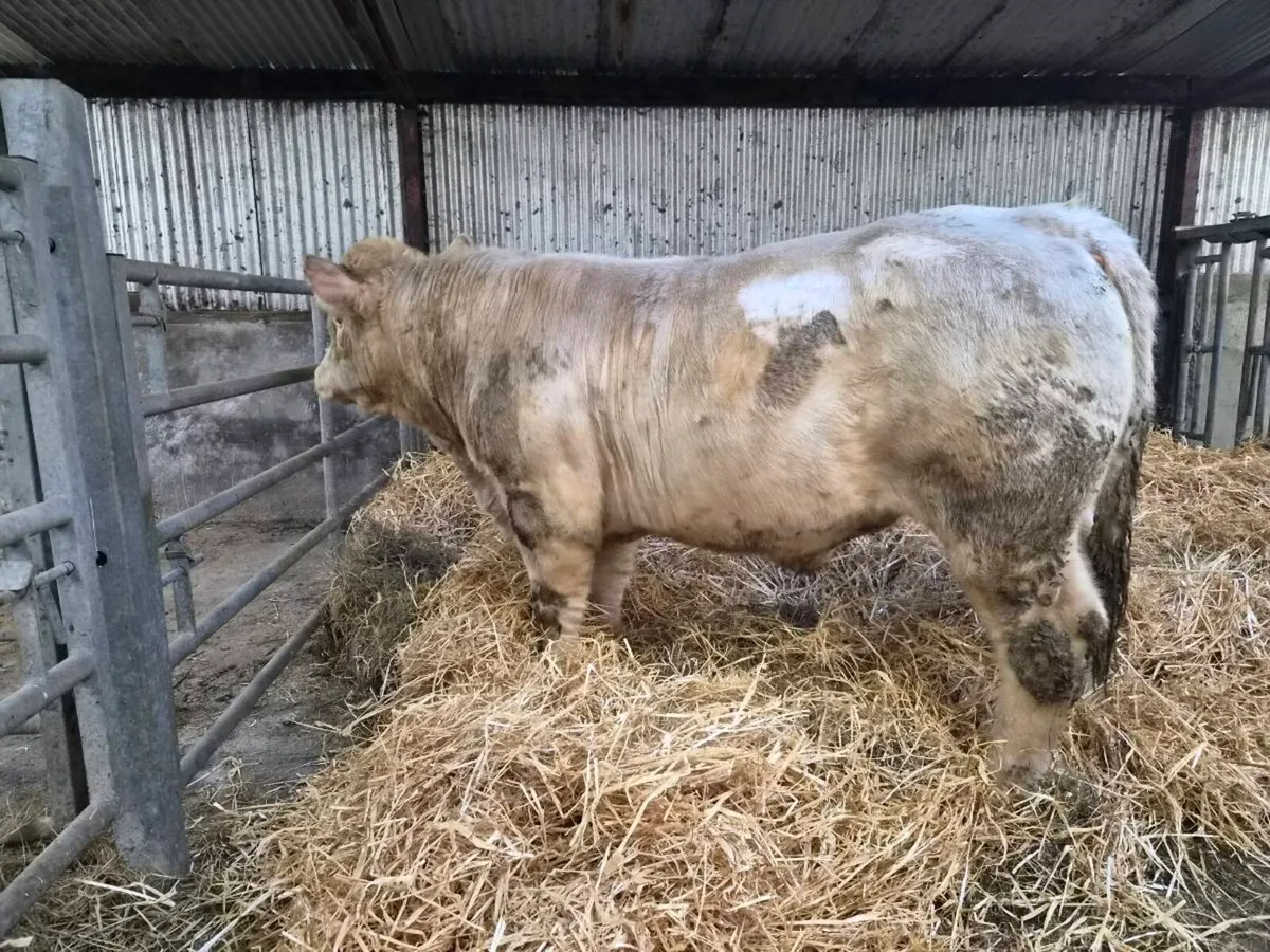 Pedigree CH Bull - Image 3