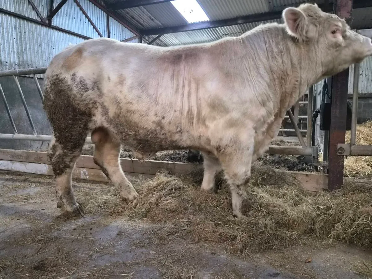 Pedigree CH Bull - Image 4