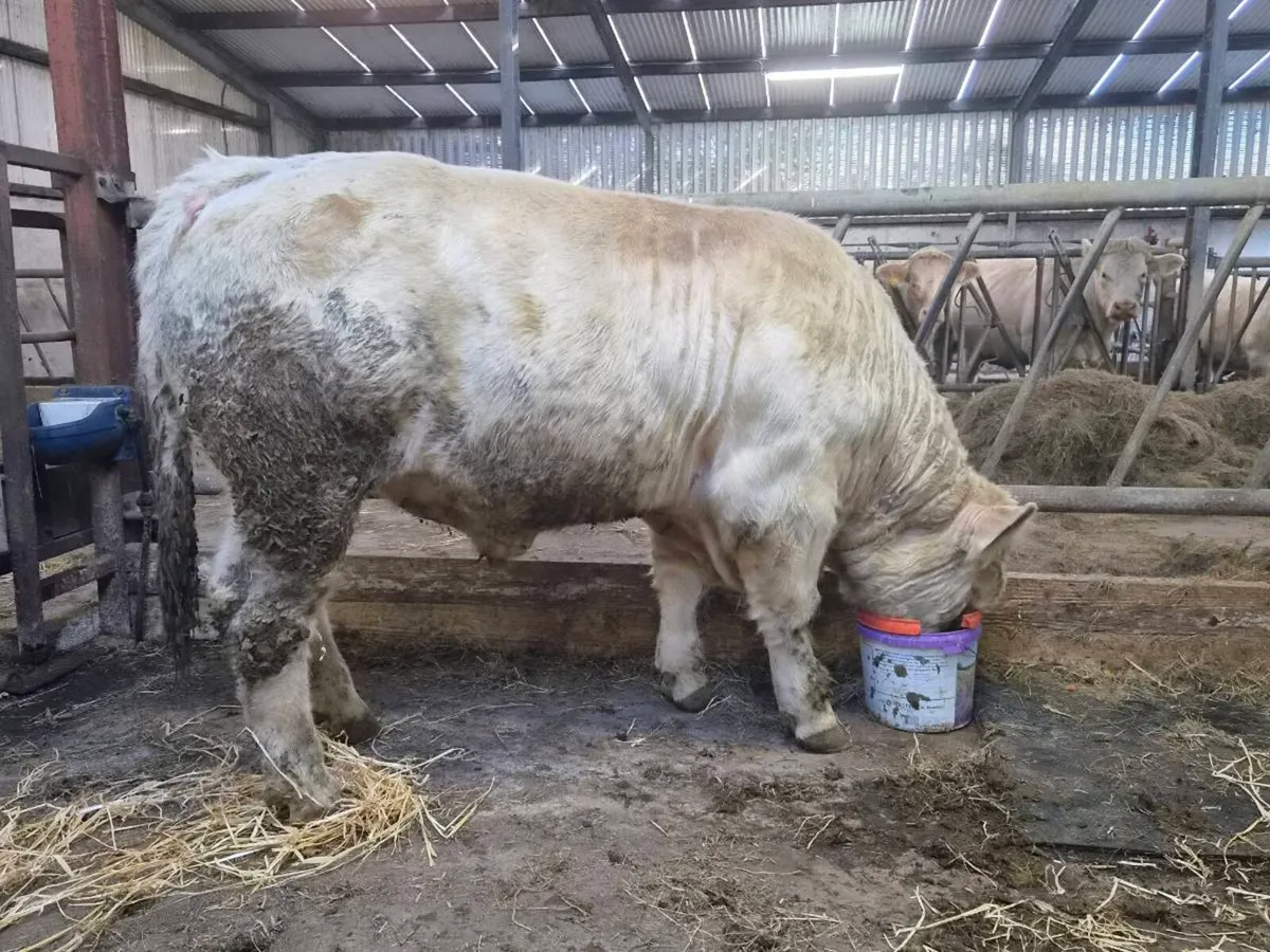 Pedigree CH Bull - Image 2