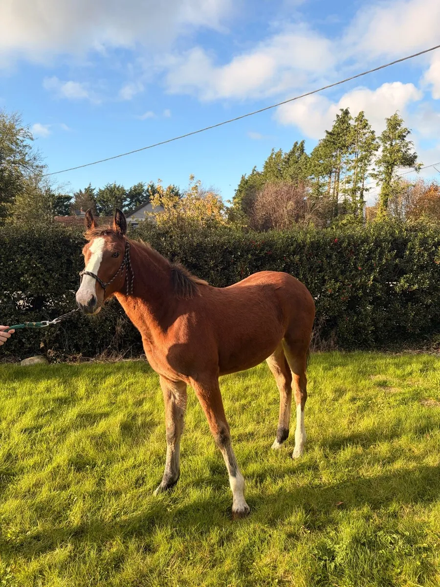 Stylish draft foal - Image 1