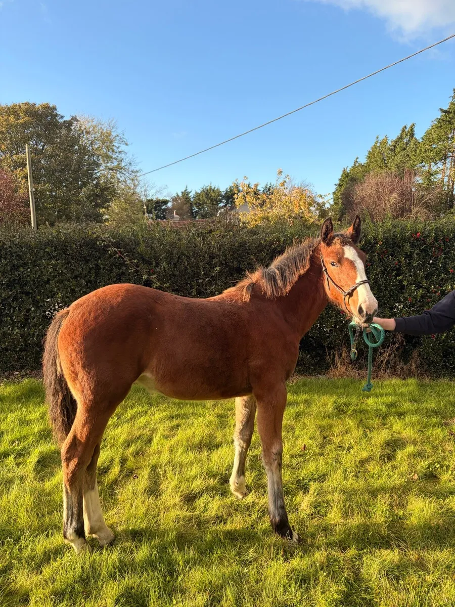 Stylish draft foal - Image 2