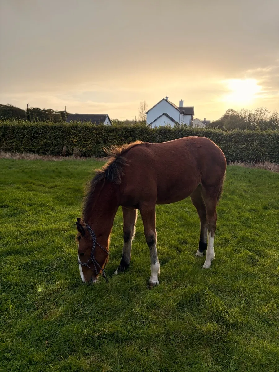 Stylish draft foal - Image 3
