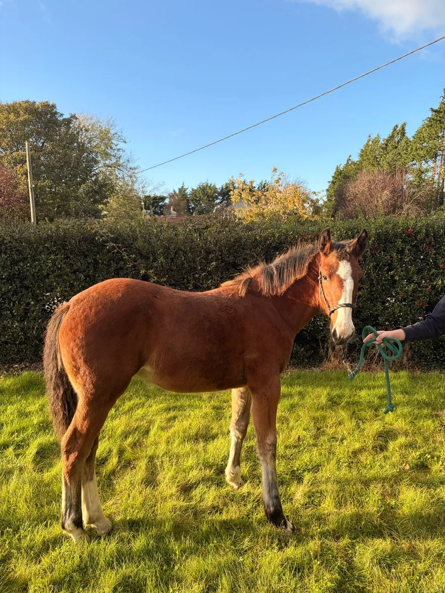 Stylish draft foal - Image 4