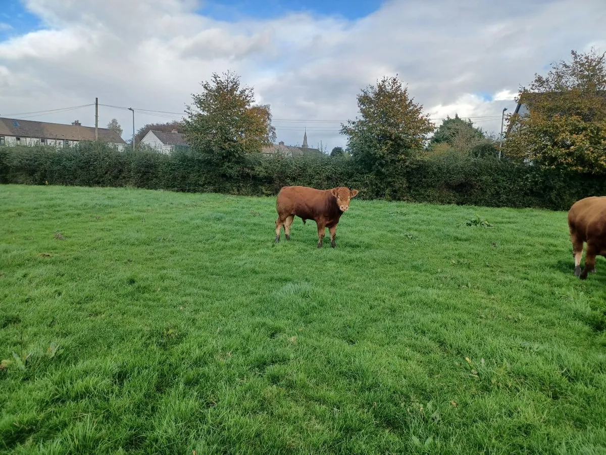 Limousin bull - Image 4