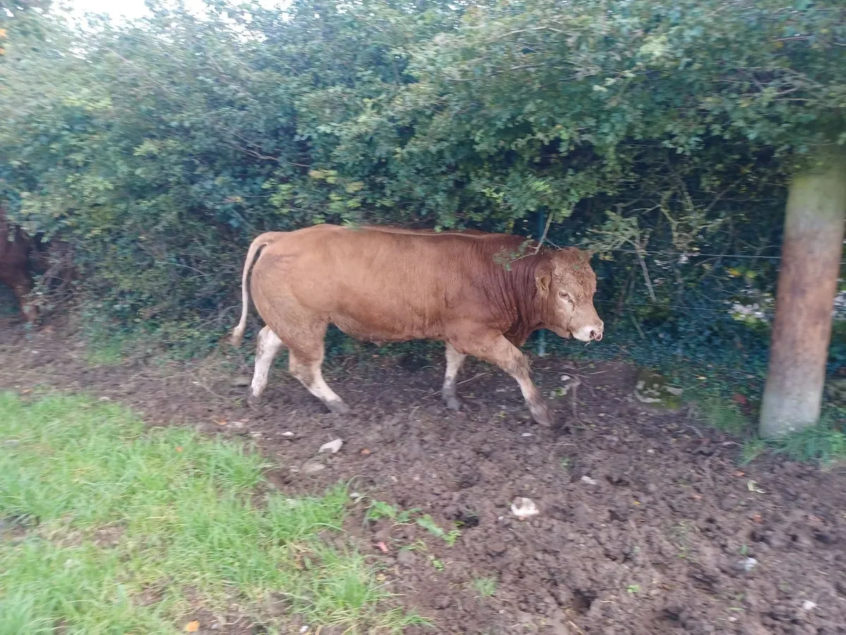 Limousin bull - Image 3