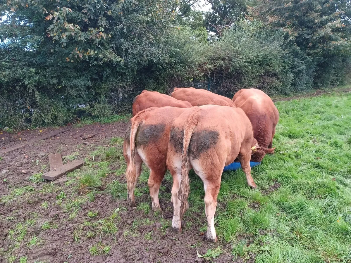 Limousin bull - Image 1