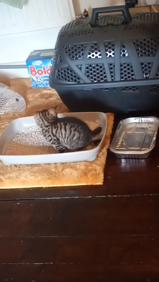 Kittens - Image 3