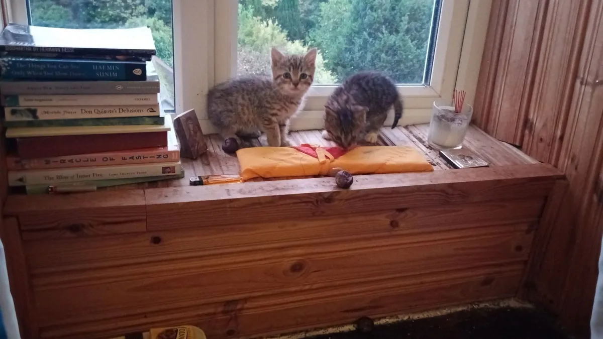 Kittens - Image 4