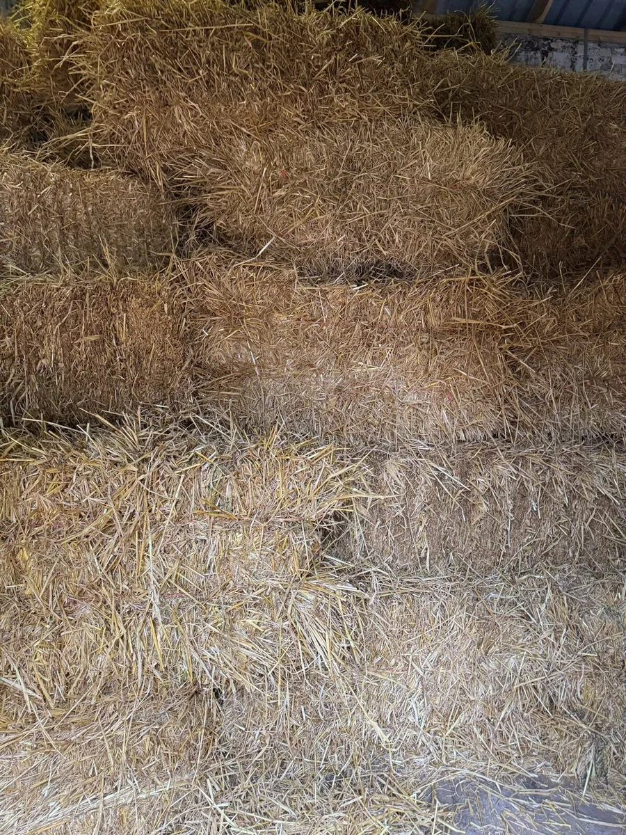 Small square bales of straw - Image 2