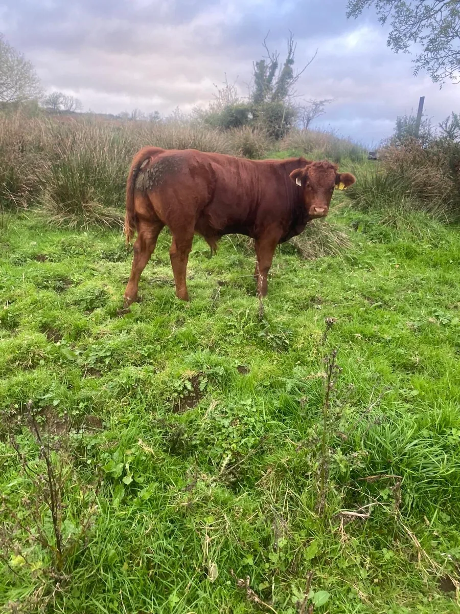 Organic bull weanlings - Image 4