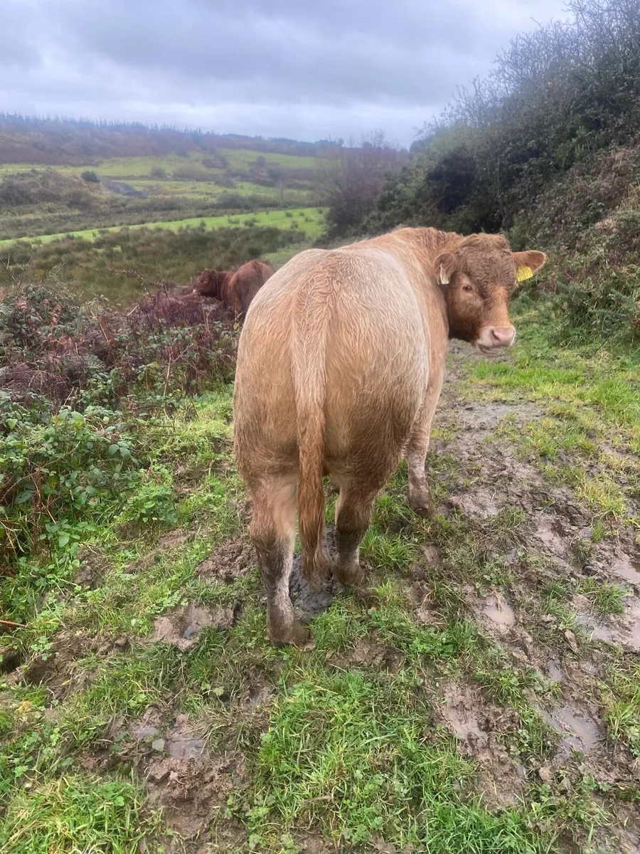 Organic bull weanlings - Image 1