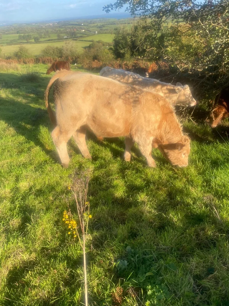 Organic bull weanlings - Image 2