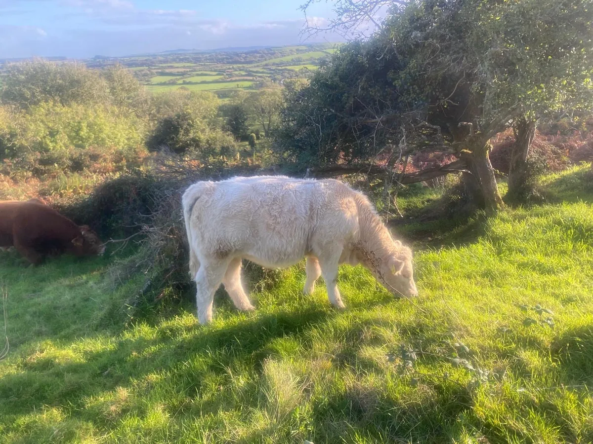 Organic bull weanlings - Image 3