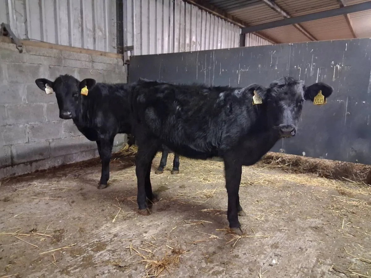 Angus Heifer Weanlings - Image 2