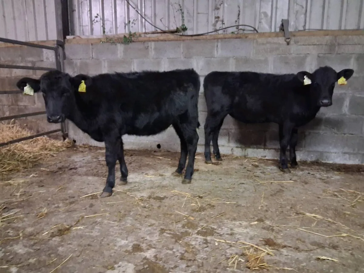 Angus Heifer Weanlings - Image 1