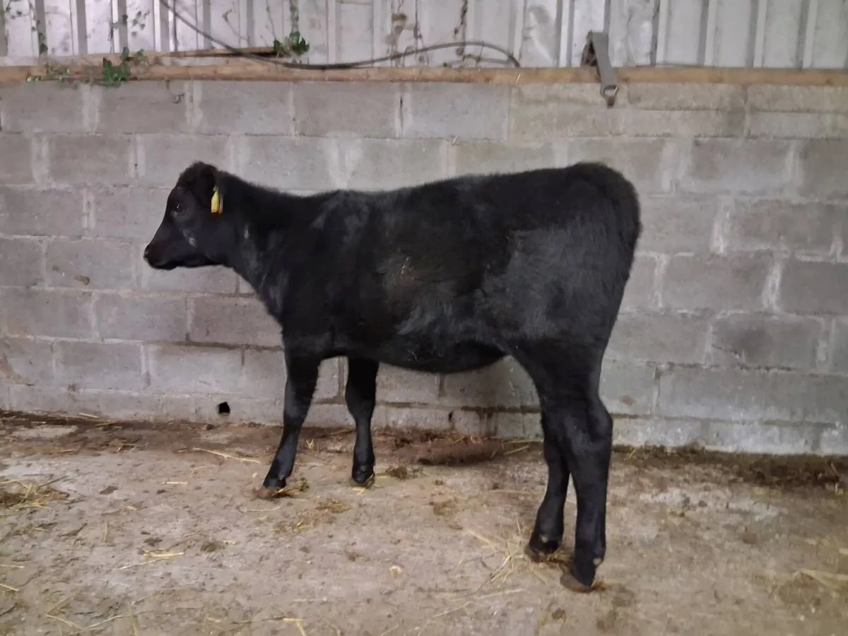 Angus Heifer Weanlings - Image 3