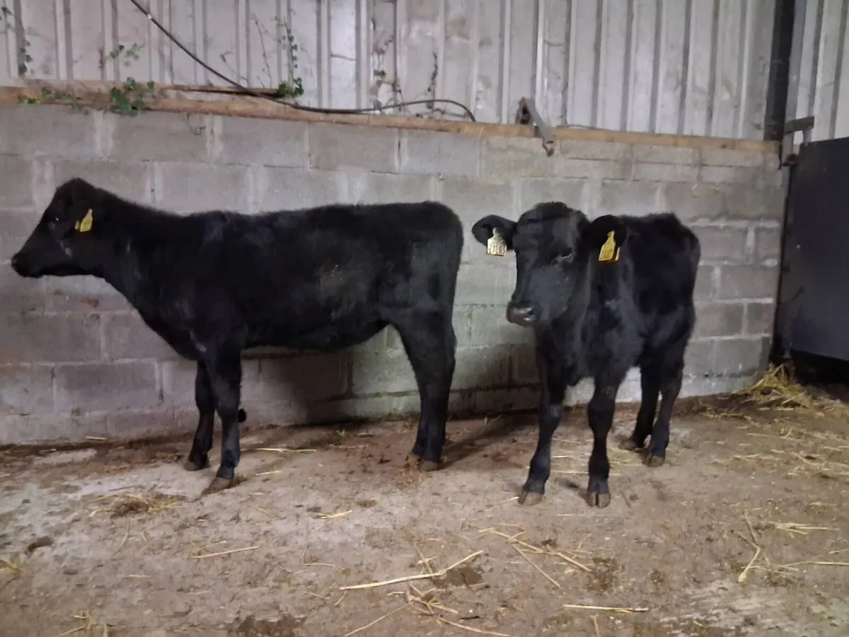 Angus Heifer Weanlings - Image 4