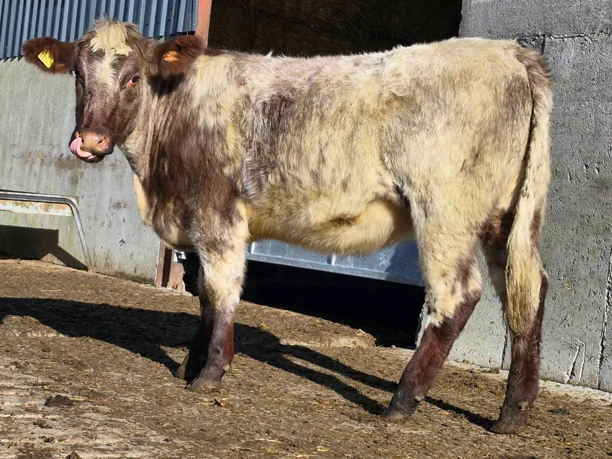 🌟 PBNR Shorthorn Heifer 🌟 - Image 2