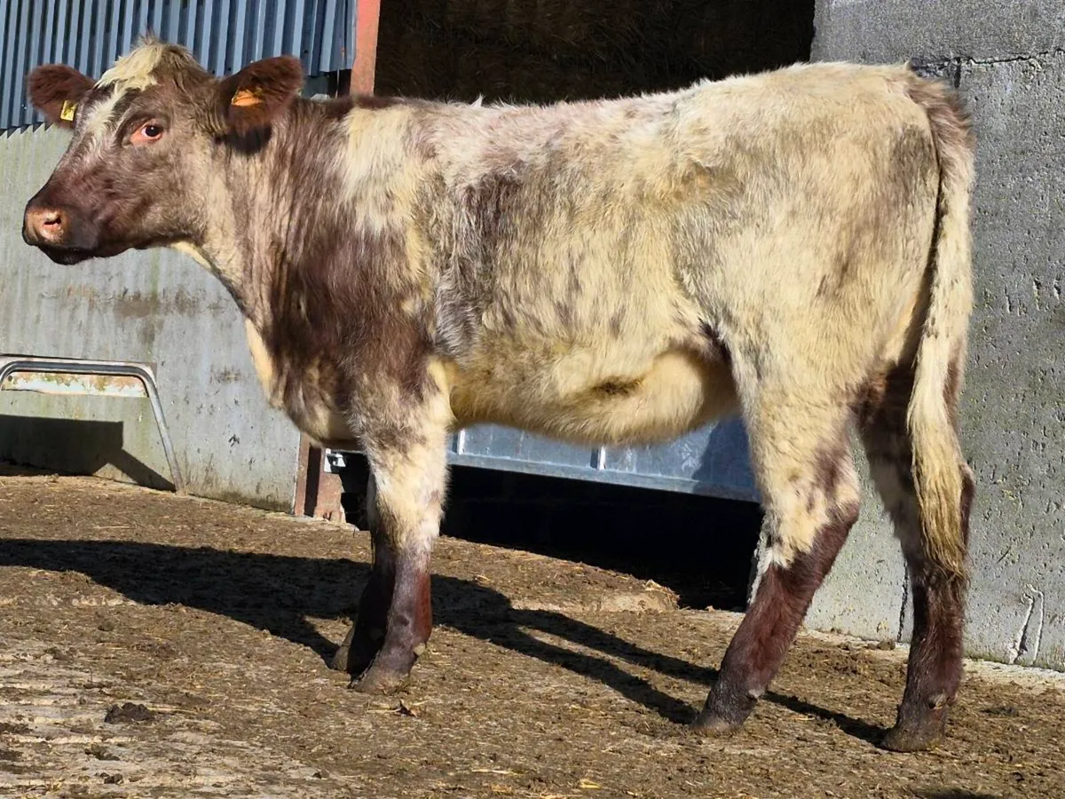 🌟 PBNR Shorthorn Heifer 🌟 - Image 3