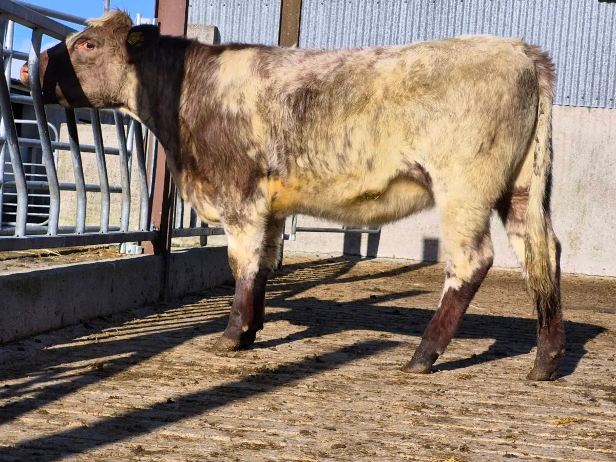 🌟 PBNR Shorthorn Heifer 🌟 - Image 4