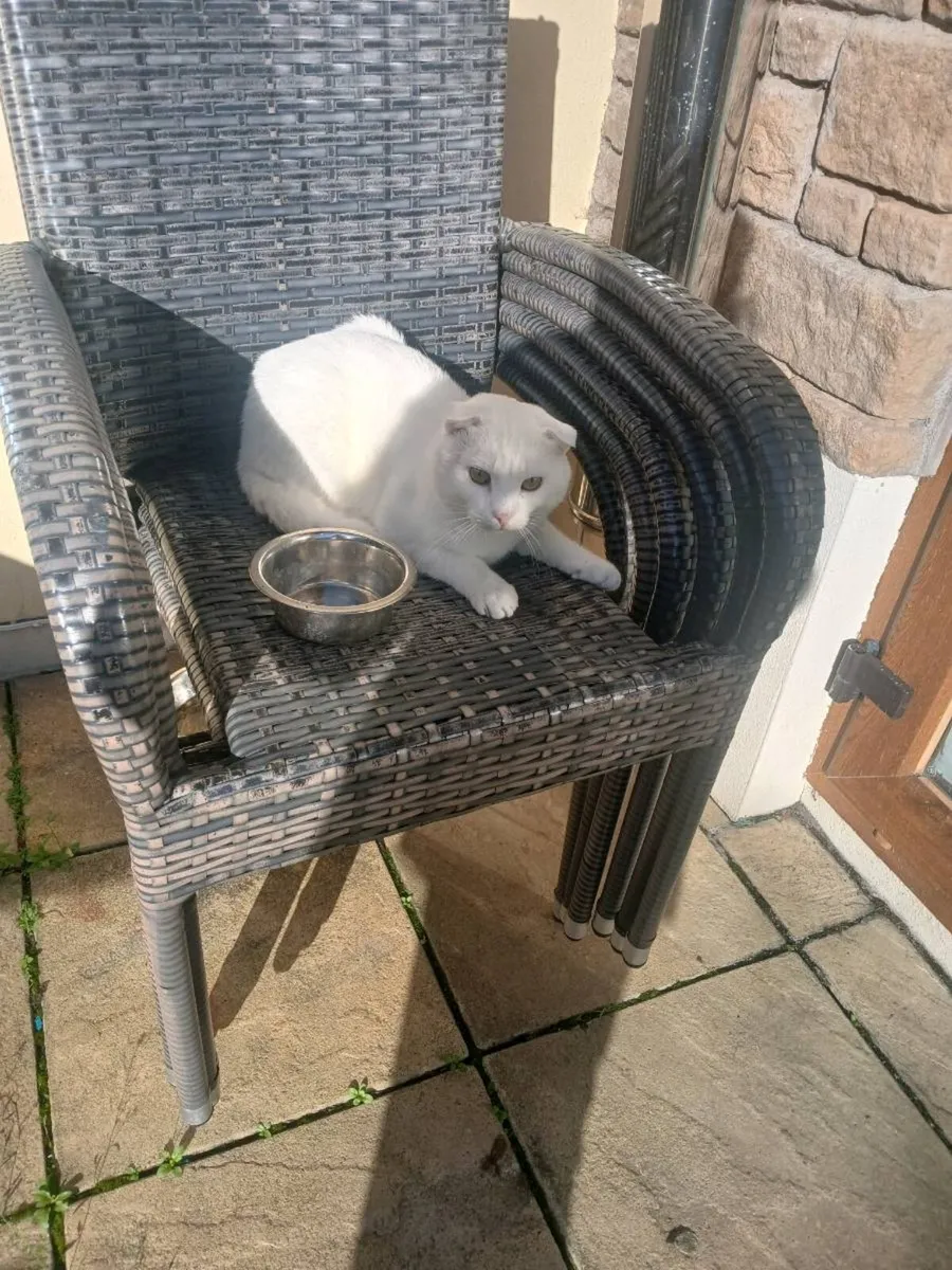 Stunning  white kitten female - Image 4