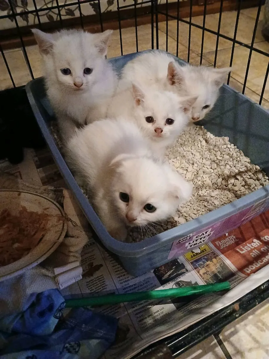 Stunning  white kitten female - Image 1