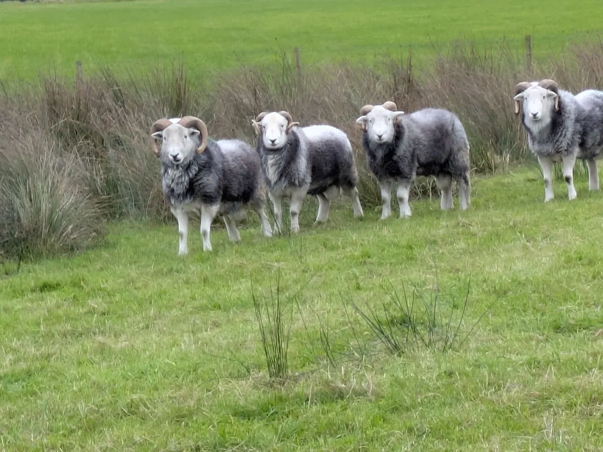 Herdwick Rams - Image 1