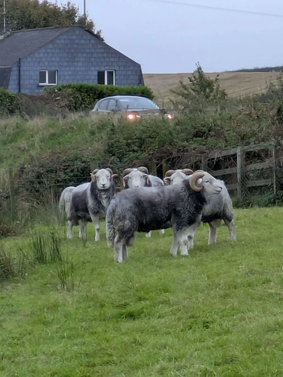 Herdwick Rams - Image 3