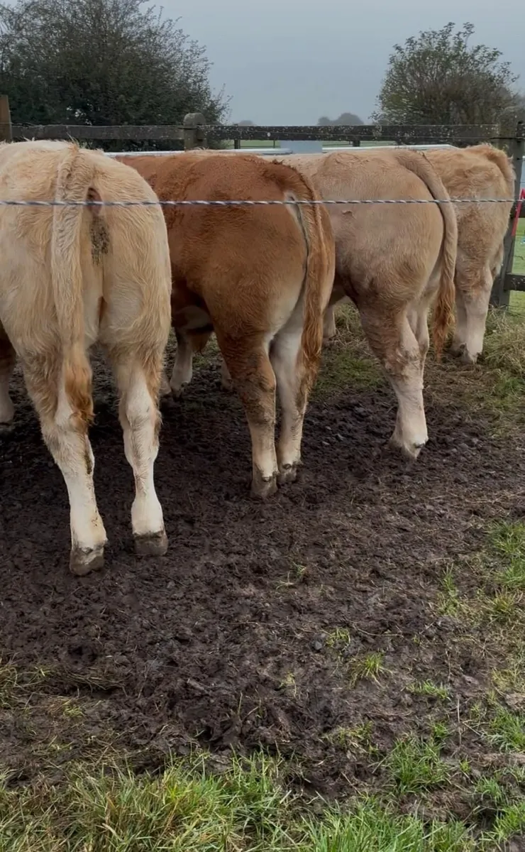 Suckler Weanlings - Image 3