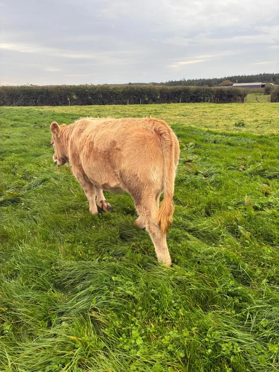 Suckler Weanlings - Image 4
