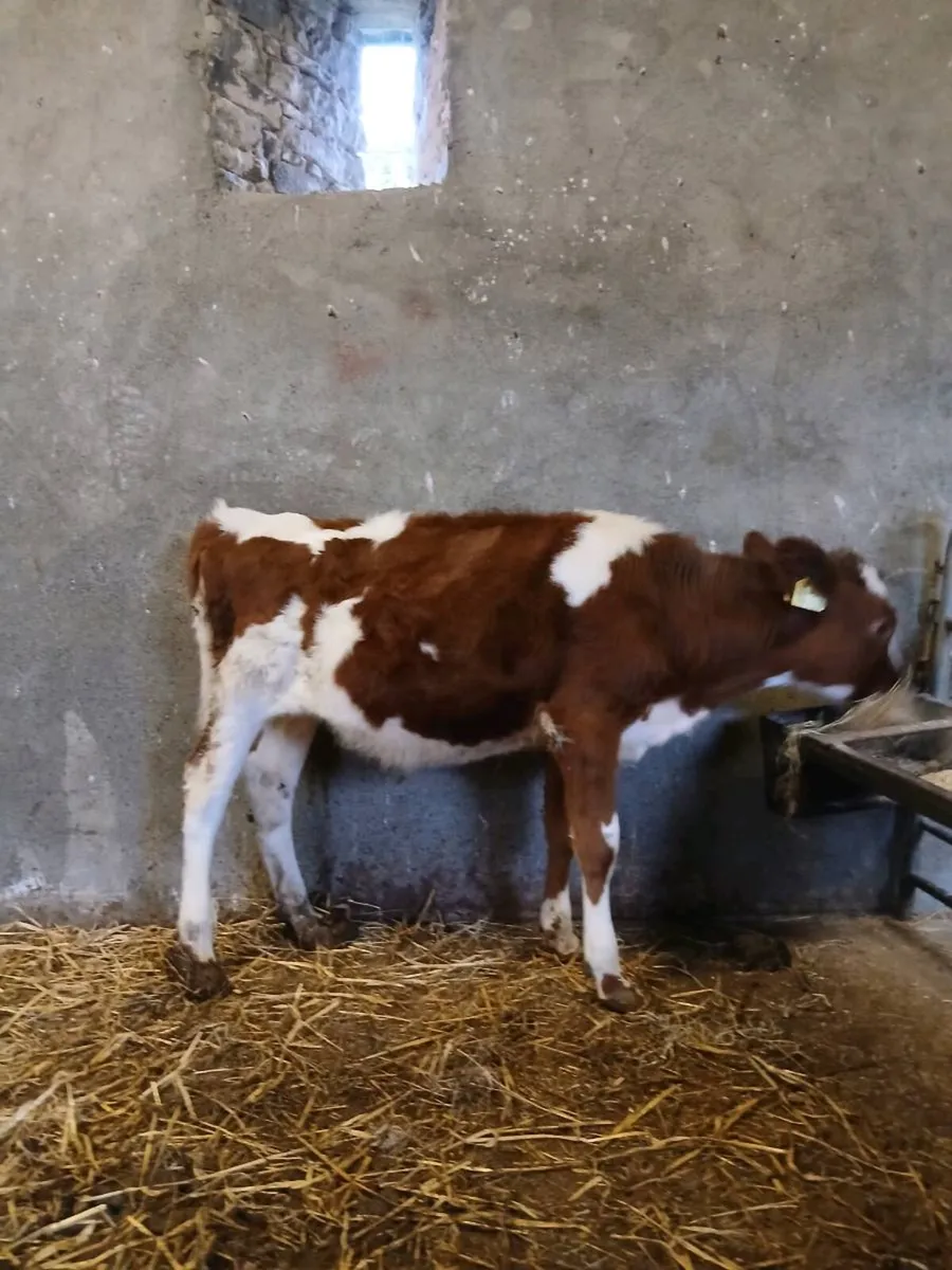 Heifer calf - Image 1