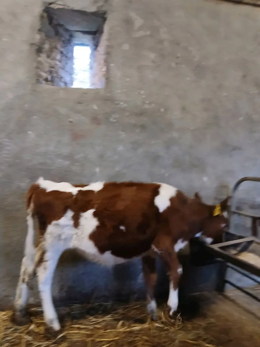 Heifer calf - Image 2