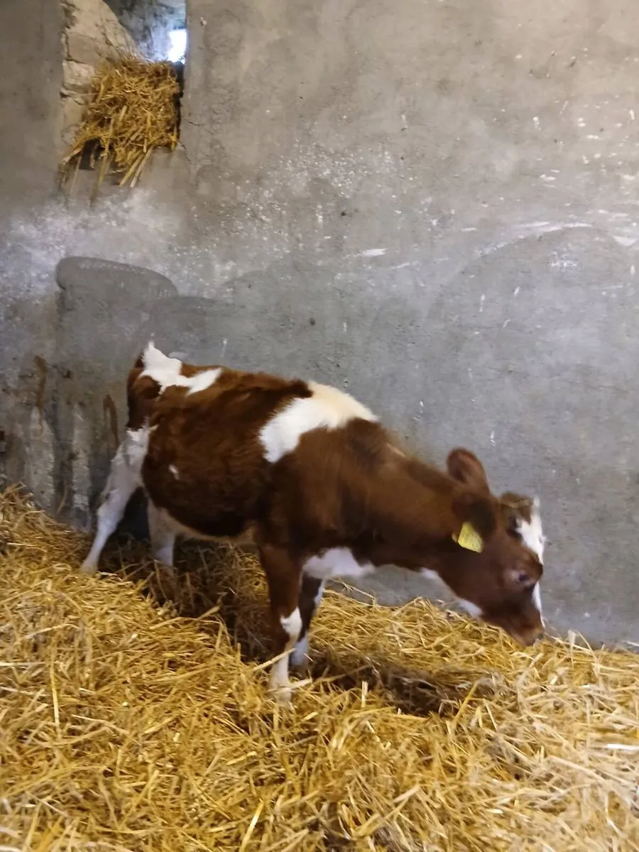 Heifer calf - Image 3