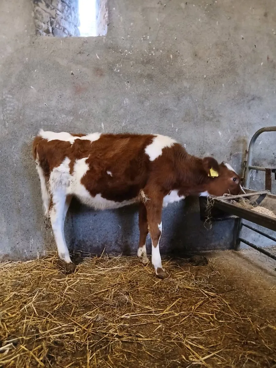 Heifer calf - Image 4