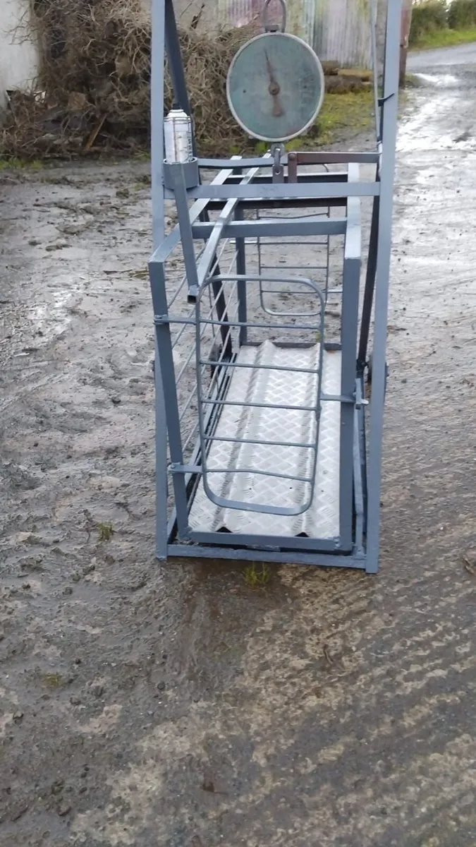 Sheep Weigh Bridge - Image 4