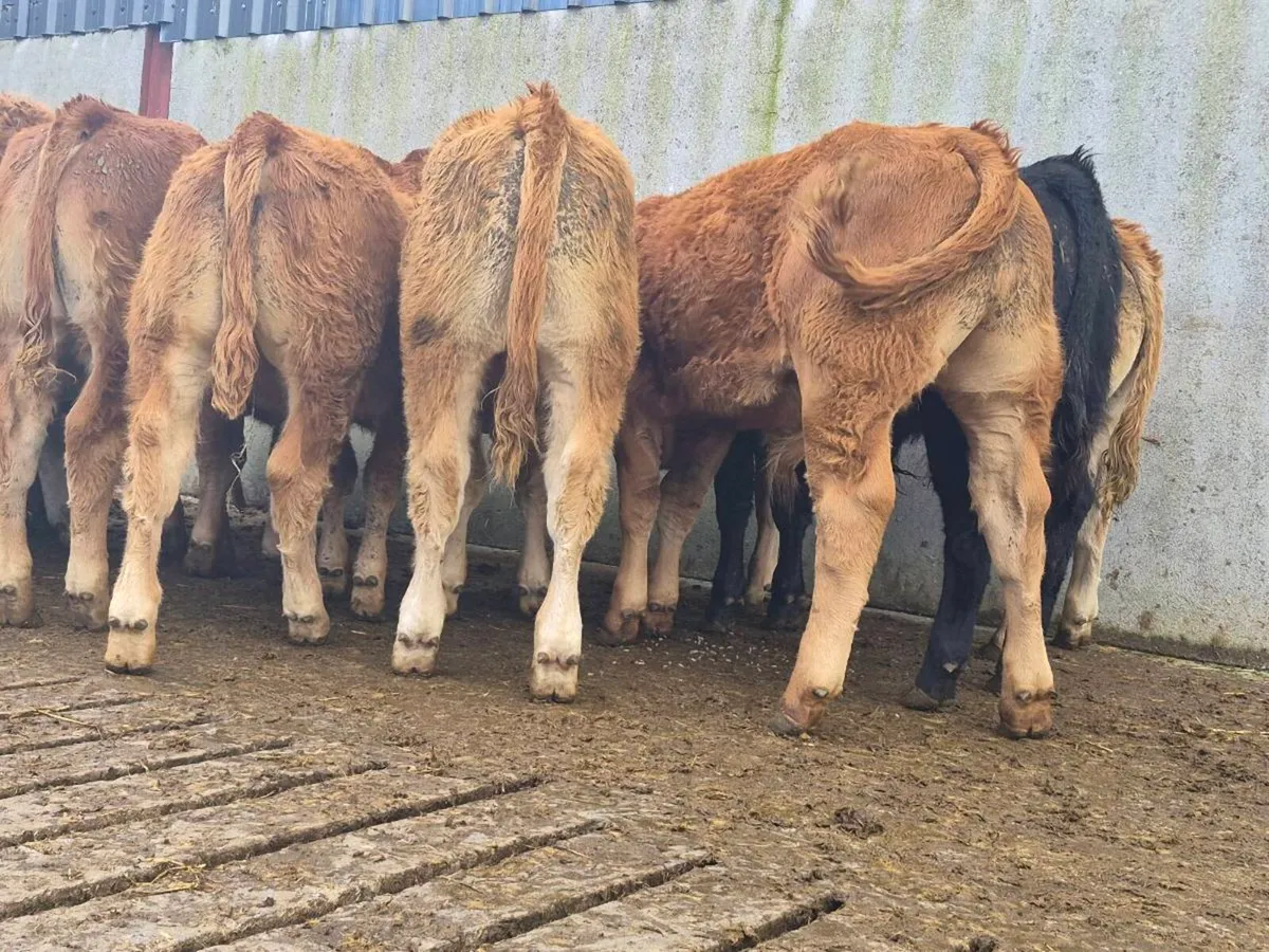 10 Super Quality Bull Weanlings - Image 1