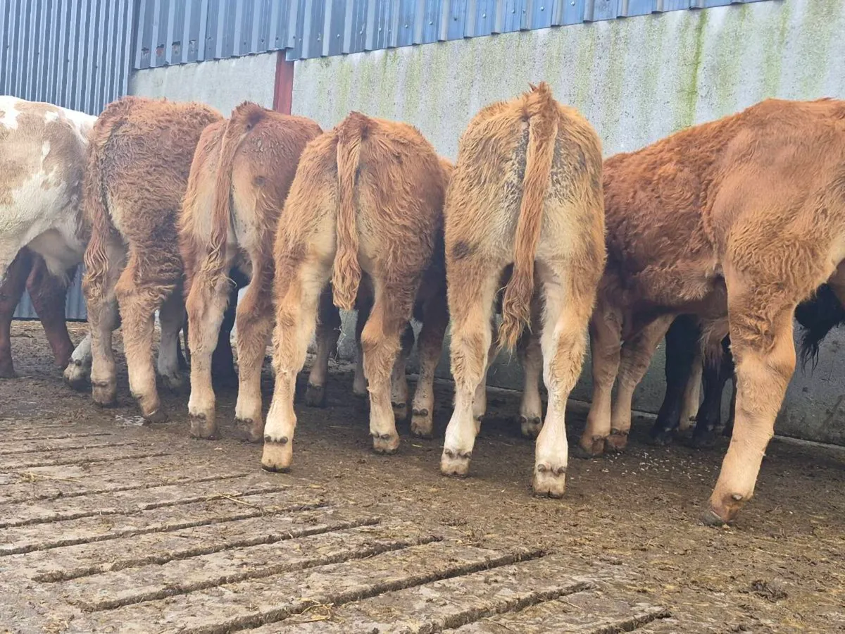 10 Super Quality Bull Weanlings - Image 2