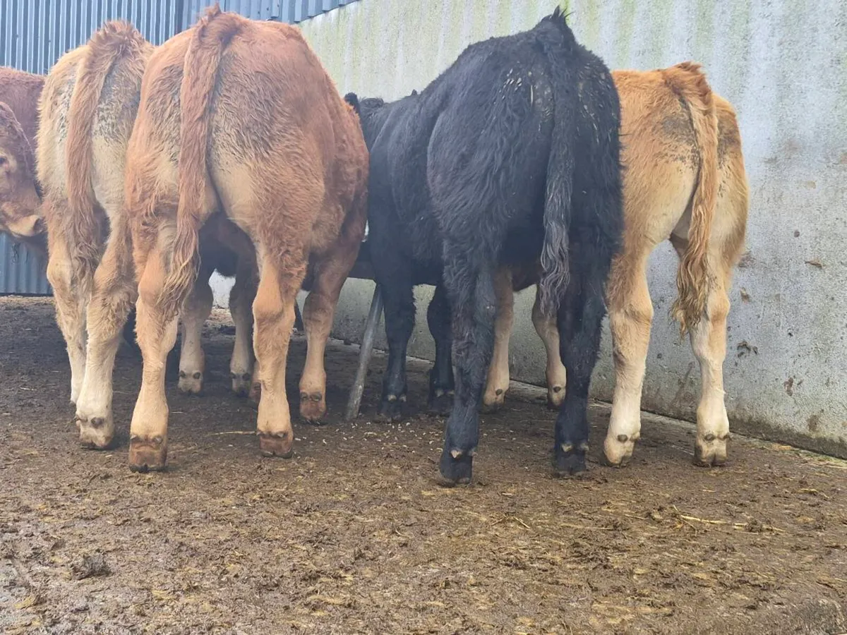 10 Super Quality Bull Weanlings - Image 3