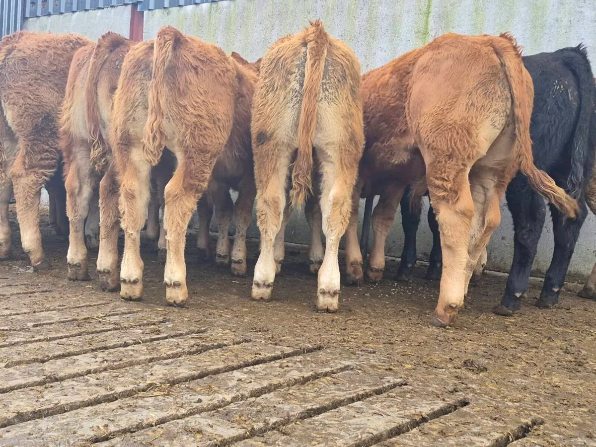 10 Super Quality Bull Weanlings - Image 4