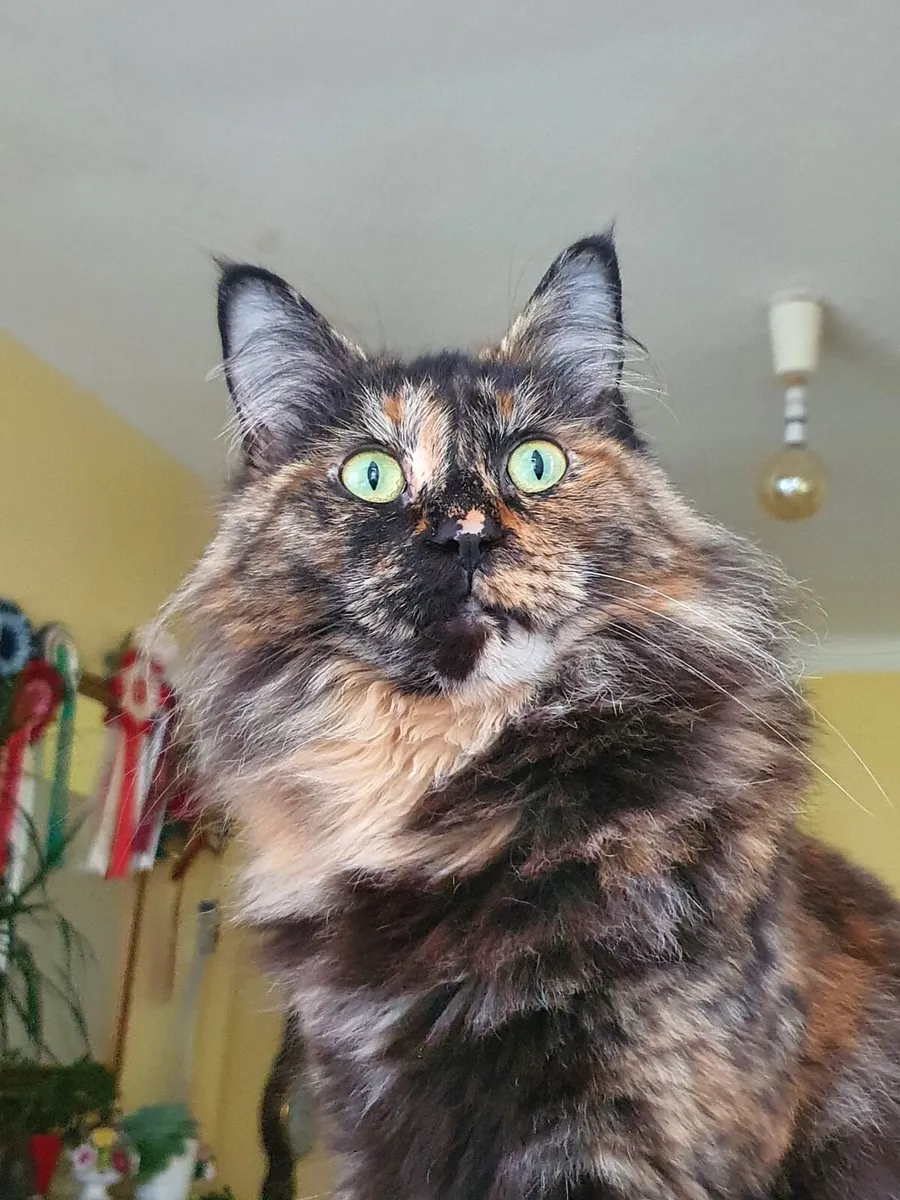 Maine Coon-Ragdoll girl - Image 1
