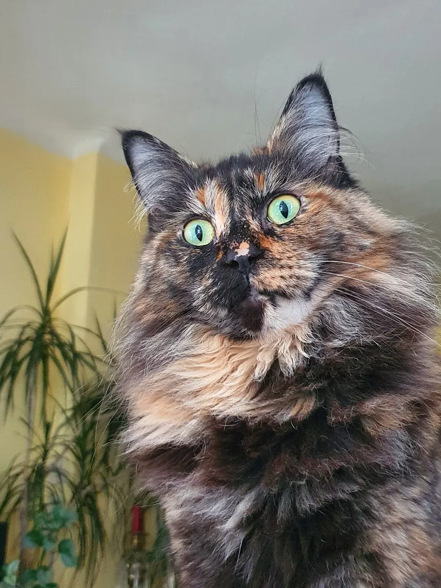 Maine Coon-Ragdoll girl - Image 2