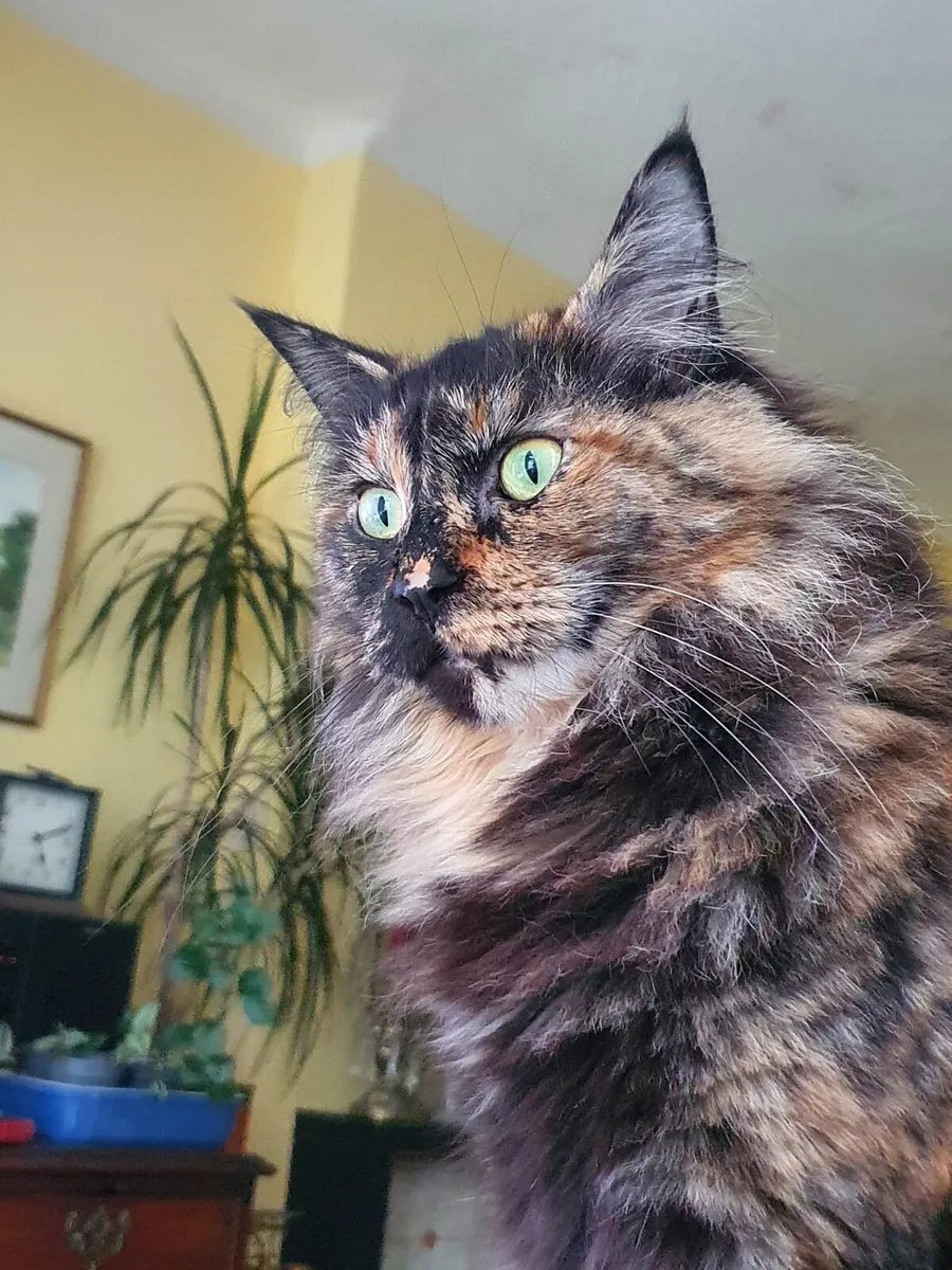 Maine Coon-Ragdoll girl - Image 3