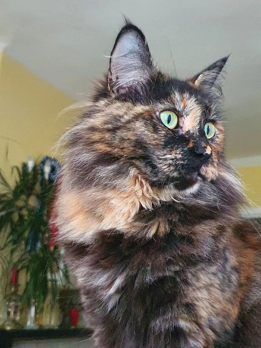 Maine Coon-Ragdoll girl - Image 4